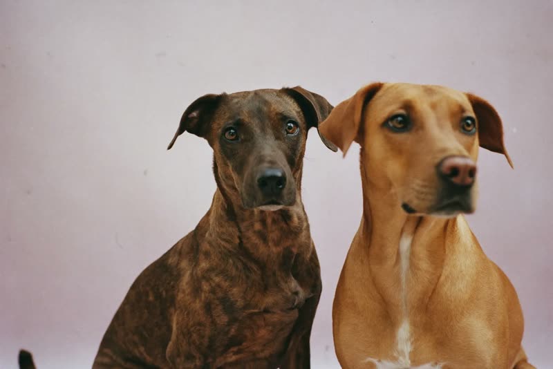 Two dogs of different sizes sitting side by side