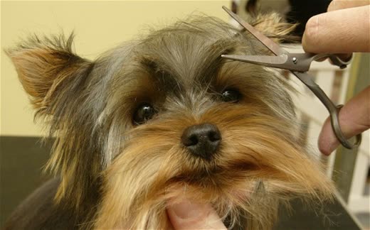 Yorkshire terrier having the fur above its eyes trimmed with scissors